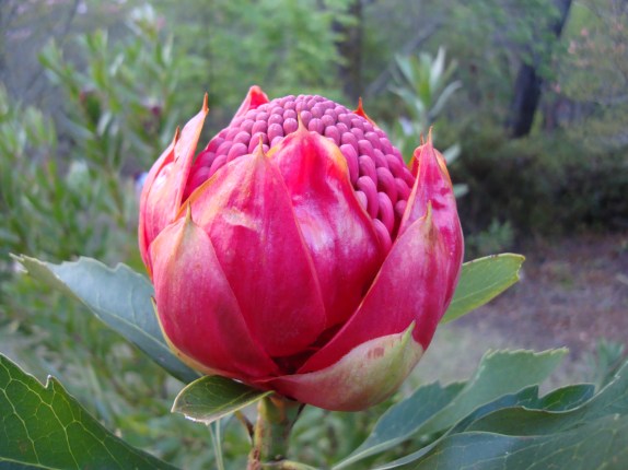 bb-waratah