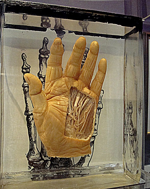 Scientific IlluminationAnatomy of the human hand - Melbourne Museum
