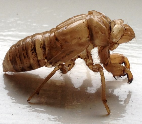 Abandoned Cicada Exoskeleton